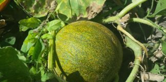 Najlepsze warzywa na początek ogrodu warzywnego