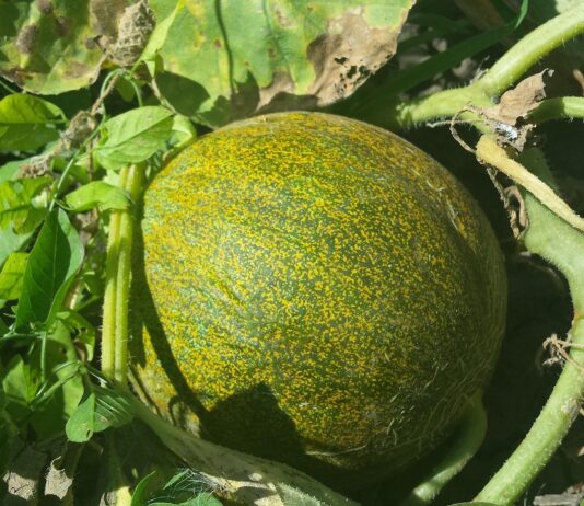 Najlepsze warzywa na początek ogrodu warzywnego