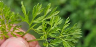 Pierwsze mszyce. Trudności w zwalczaniu