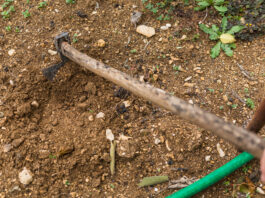 Czy warto kupić nasiona warzyw na taśmie? sadzenie warzyw na taśmie