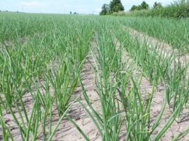 Cebula. Wciornastek tytoniowiec w cebuli – rozpoznawanie i zwalczanie szkodników.