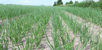 Cebula. Wciornastek tytoniowiec w cebuli – rozpoznawanie i zwalczanie szkodników.