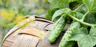 Czym pryskać ogórki od zarazy?