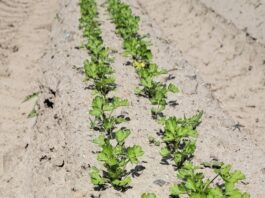 Nawożenie pietruszki z wykorzystaniem nawozów dolistnych