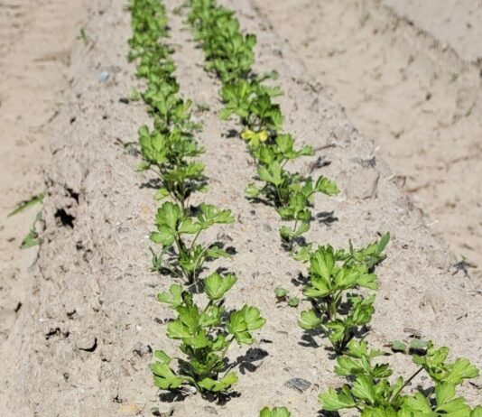 Nawożenie pietruszki z wykorzystaniem nawozów dolistnych