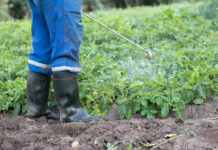 Kiedy pryskać miedzianem?