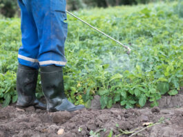 Kiedy pryskać miedzianem?