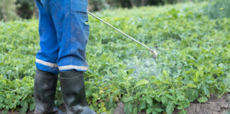 Kiedy pryskać miedzianem?