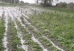 po nawałnicach, burze i nawałnice nad Polską, zniszczone uprawy