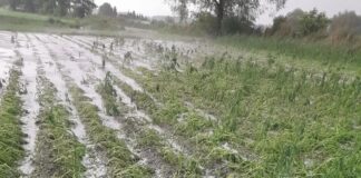 Potężne straty po nocnych nawałnicach. Grad zniszczył plantacje warzyw po nawałnicach, burze i nawałnice nad Polską, zniszczone uprawy