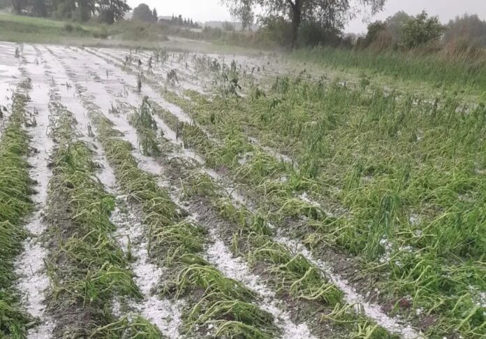 po nawałnicach, burze i nawałnice nad Polską, zniszczone uprawy