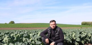 Wczesne kalafiory i kapusty – sprawdzamy sytuację w Małopolsce Wczesne kalafiory i kapusty