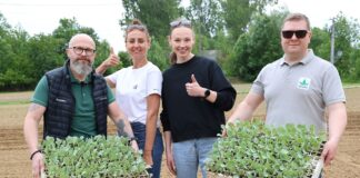 Powstają poletka na Małopolskie Dni Kapusty w Charsznicy sadzenie rozsady kapusty