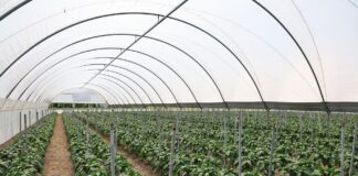 Optymalne nawożenie papryki w trudnych warunkach pogodowych nawożenie papryki