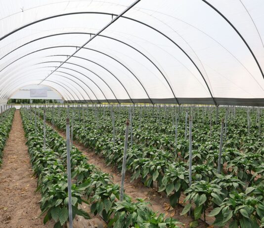 Optymalne nawożenie papryki w trudnych warunkach pogodowych nawożenie papryki