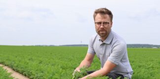 Nowoczesna uprawa marchwi – sprawdzone odmiany i technologia na trudne warunki uprawa marchwi,