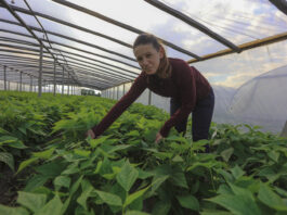 Plantatorzy z południowego Mazowsza. Fasolka od Pani Izy