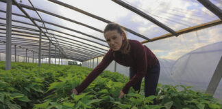 Plantatorzy z południowego Mazowsza. Fasolka od Pani Izy