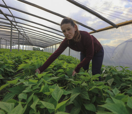 Plantatorzy z południowego Mazowsza. Fasolka od Pani Izy