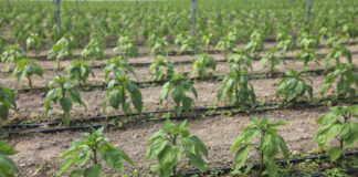 Papryka #ShelfLife. Czy warto prowadzić biostymulację?