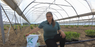 Jak zapobiegać uwiądom papryki. Tylko 5 groszy na roślinę