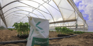 Papryka #ShelfLife – biologiczna ochrona od korzenia. Jak działa Trichoderma i kiedy ją stosować?