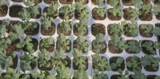 Śmietka – cichy wróg arbuzów w sezonie 2025. Jak skutecznie się bronić?