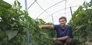 Jak zapobiegać uwiądom w uprawie papryki tunelowej? Ta metoda działa!