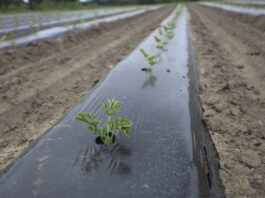 Arbuz 2025: Trudny sezon dla plantatorów. Zbiory pod znakiem zapytania?
