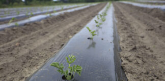 Arbuz 2025: Trudny sezon dla plantatorów. Zbiory pod znakiem zapytania?