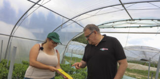 Monitoring szkodników w uprawie papryki. Lustracją podstawą słusznych decyzji