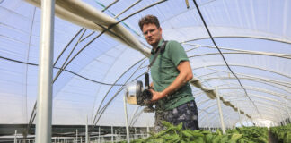 Wprowadzanie organizmów pożytecznych w ochronie biologicznej papryki. Nowe możliwości