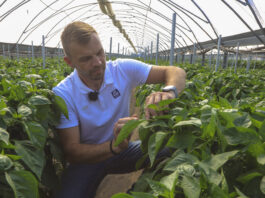 Nawadnianie i nawożenie papryki podczas upałów. Jak nie „przesolić” i nie osłabić plonu?