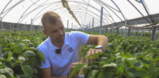 Nawadnianie i nawożenie papryki podczas upałów. Jak nie „przesolić” i nie osłabić plonu?