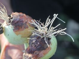 Czy jesteśmy w stanie pokonać choroby oglebowe cebuli?