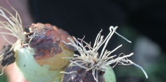 Czy jesteśmy w stanie pokonać choroby oglebowe cebuli?