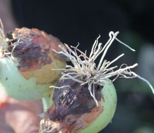 Czy jesteśmy w stanie pokonać choroby oglebowe cebuli?