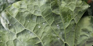 Mączlik warzywny atakuje. Najlepsze strategii zwalczania