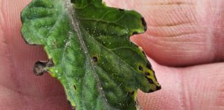 Bakteriozy na pomidorach. Trzeba działać (16.06.2025)