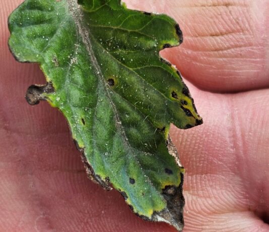 Bakteriozy na pomidorach. Trzeba działać (16.06.2025)