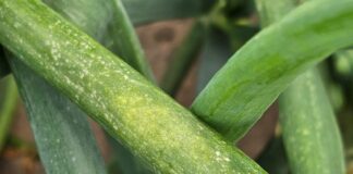 Mączniak rzekomy na dymce. Seria zabiegów dla dobrego efektu