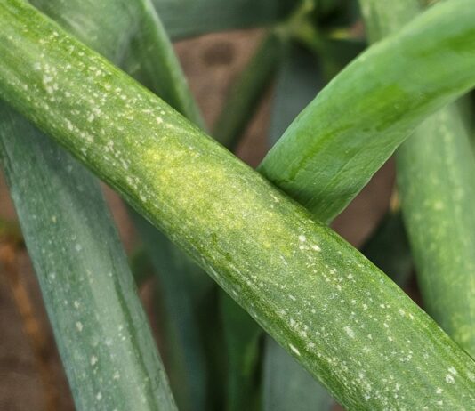 Mączniak rzekomy na dymce. Seria zabiegów dla dobrego efektu