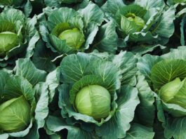 Resisto WG – nowość do stosowania w uprawach roślin kapustowatych.