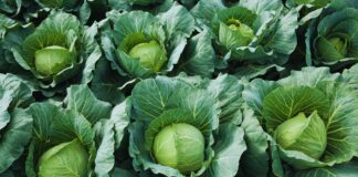 Resisto WG – nowość do stosowania w uprawach roślin kapustowatych.