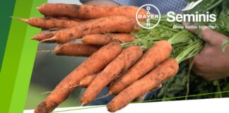 Szkolenie – „Innowacje w uprawie marchwi.  6 lipca 2025 Brudzew pod Kaliszem.