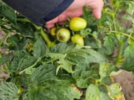 Choroby fizjologiczne pomidora