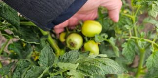 Choroby fizjologiczne pomidora