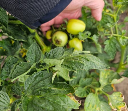 Choroby fizjologiczne pomidora