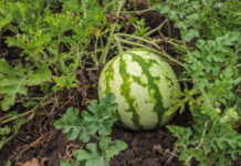 Uprawa arbuza w gruncie — sadzenie, pielęgnacja i zbiory