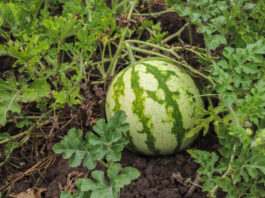 Uprawa arbuza w gruncie — sadzenie, pielęgnacja i zbiory
